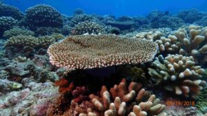 Acropora hyacinthus_French Polynesia
