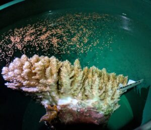 Acropora nasuta, French Polynesia 