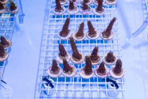 Acropora cervicornis, Mote Marine Laboratory