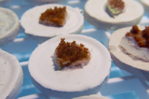 Acropora palmata, Mote Marine Laboratory