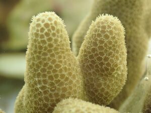 Porites compressa