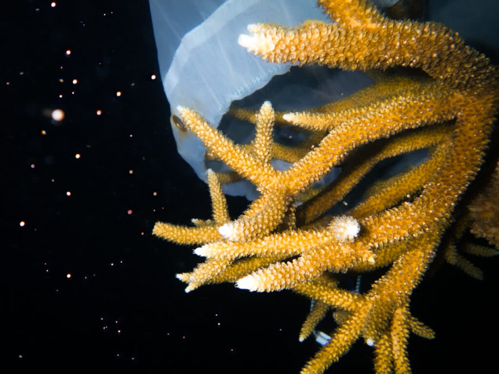 Staghorn coral spawning