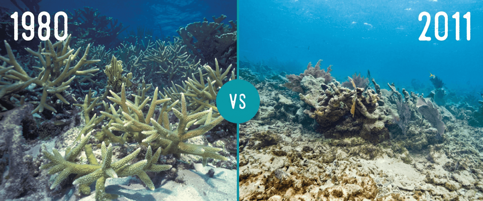 On the left: a healthy coral reef with many branching corals in 1980. On the right: a coral reef with minimal corals in 2011.