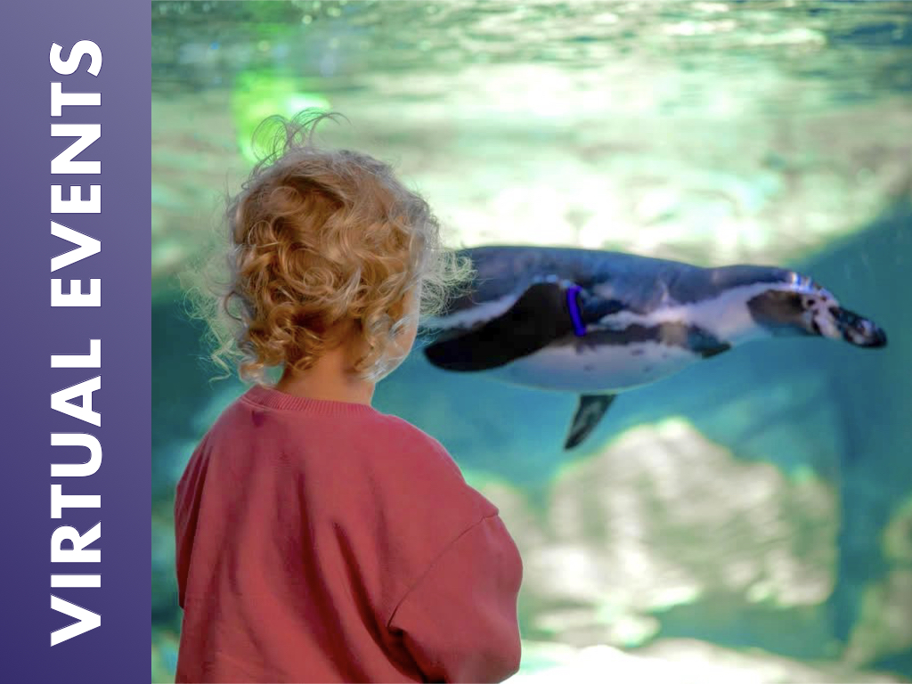 A young child with curly hair watches a penguin swim underwater through an aquarium viewing window. A purple sidebar on the left reads “VIRTUAL EVENTS” in large white vertical letters.